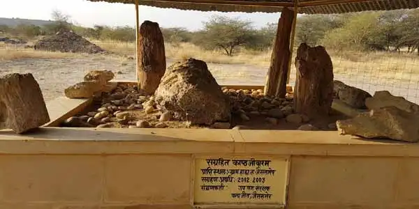 Wood Fossil Park Jaisalmer