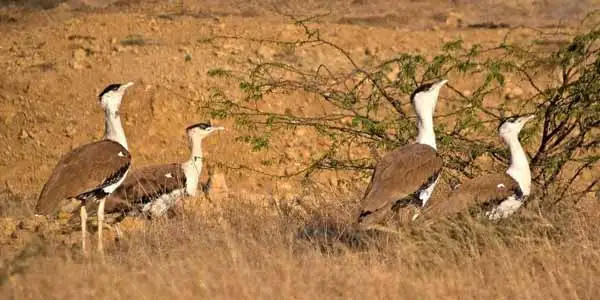 Desert National Park Jaisalmer