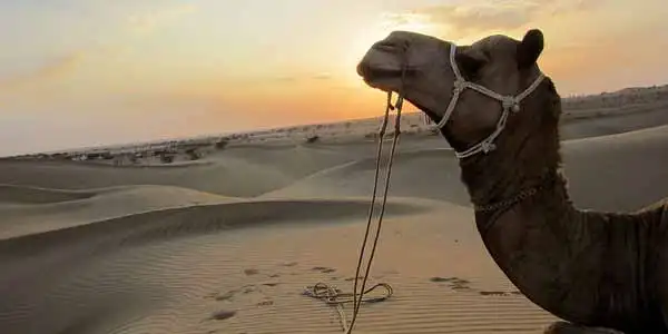 Sam Sand Dunes Jaisalmer